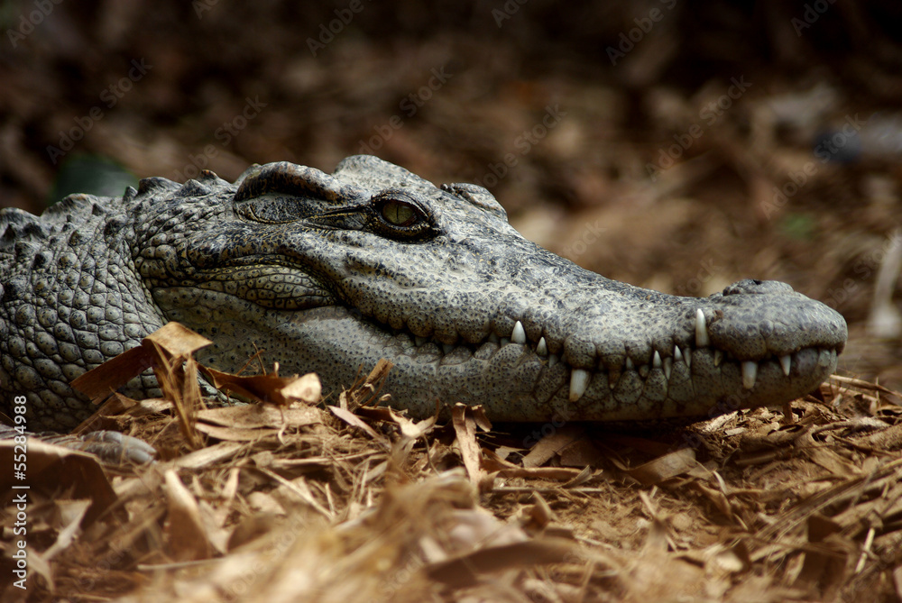 Fototapeta premium crocodile