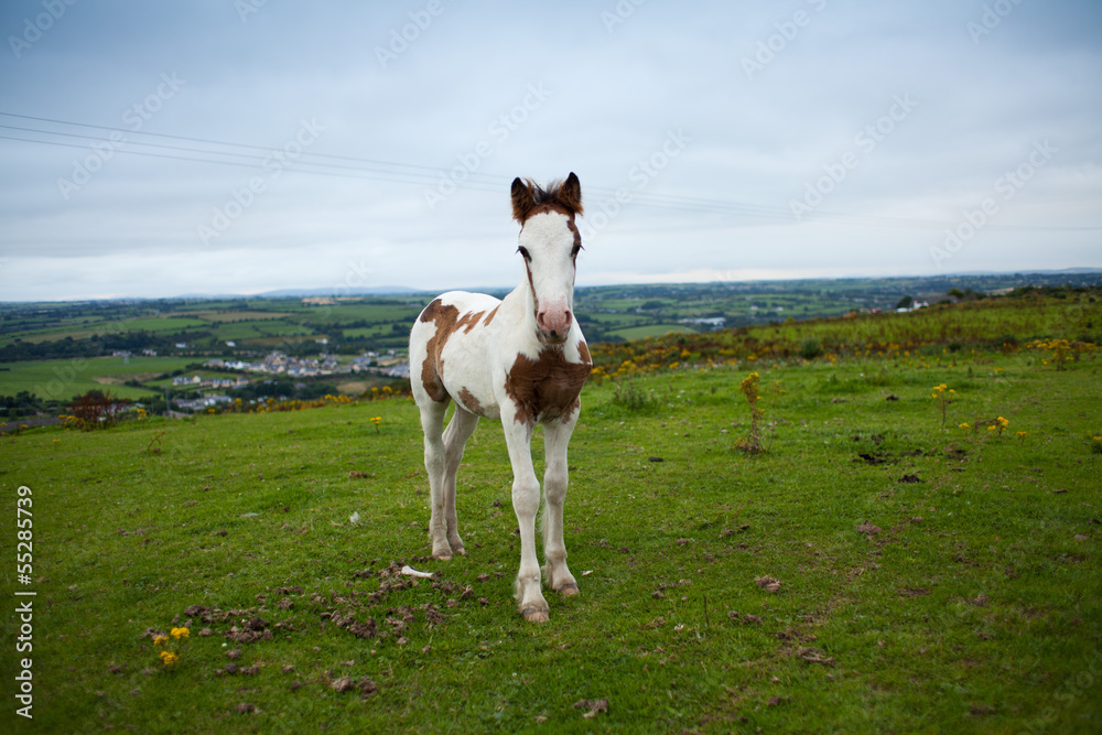 Irlandia widok koń młody kucyk źrebak - obrazy, fototapety, plakaty 