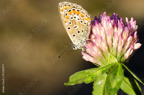 Farfalla su fiore rosa photo