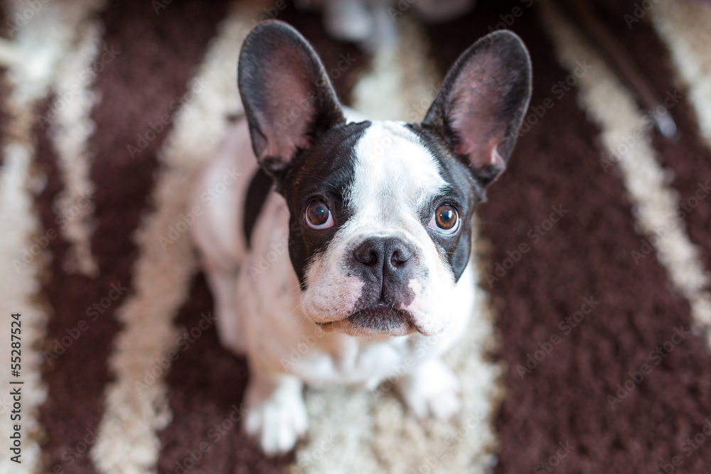 French bulldog puppy on the carpet