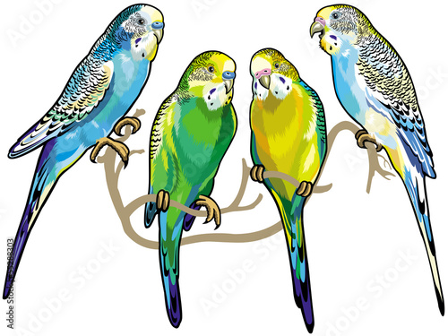 budgerigars