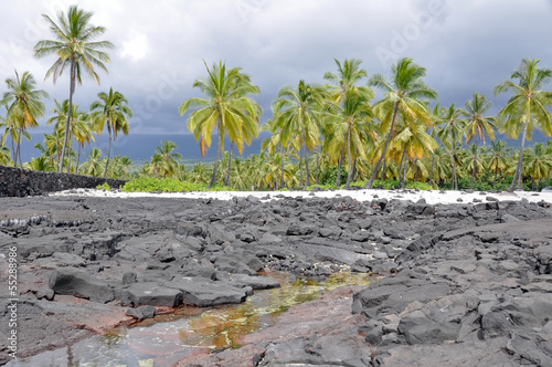 Palm trees at Pu'uhonua O Honaunau National Park (Hawaii) photo