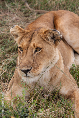 Löwin-Masai Mara