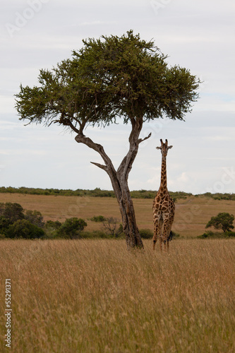 Giraffe im Schatten