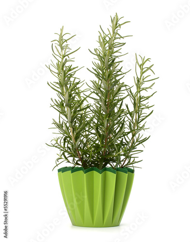 Sweet rosemary plant