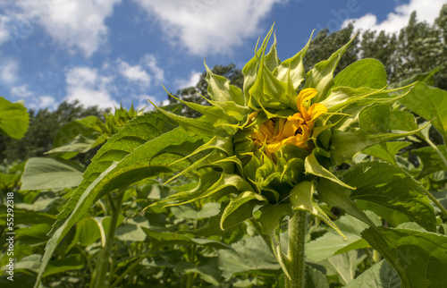 Sunflower growing in summer