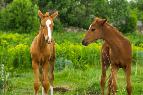 Horse Foal in field