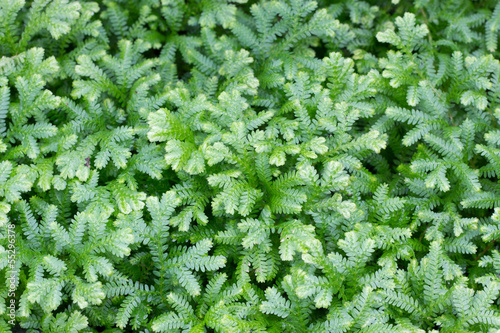 Selaginella kraussiana photo