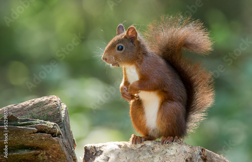 Canvas Print Red Squirrel in the forest