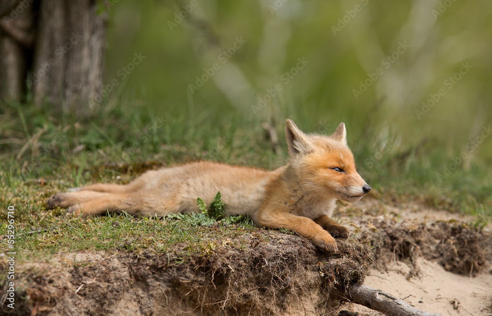 Red fox Cub resting