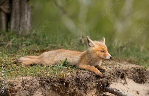 Red fox Cub resting © Menno Schaefer