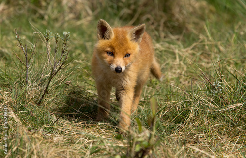 Fototapeta Naklejka Na Ścianę i Meble -  Red fox Cub