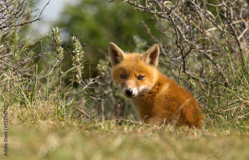 Red fox Cub