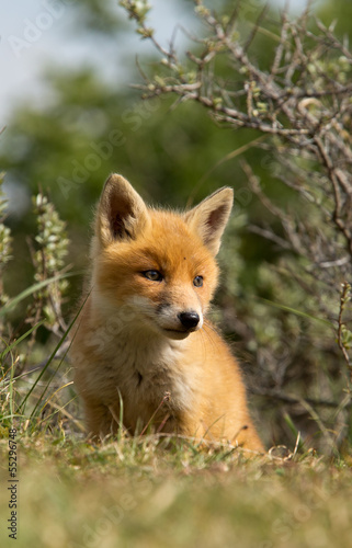 Red fox Cub © Menno Schaefer