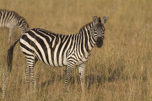 Zebra standing in dry grass