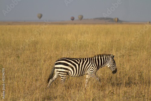 Zebra and manned ballons in Serengeti Mara ecosystem