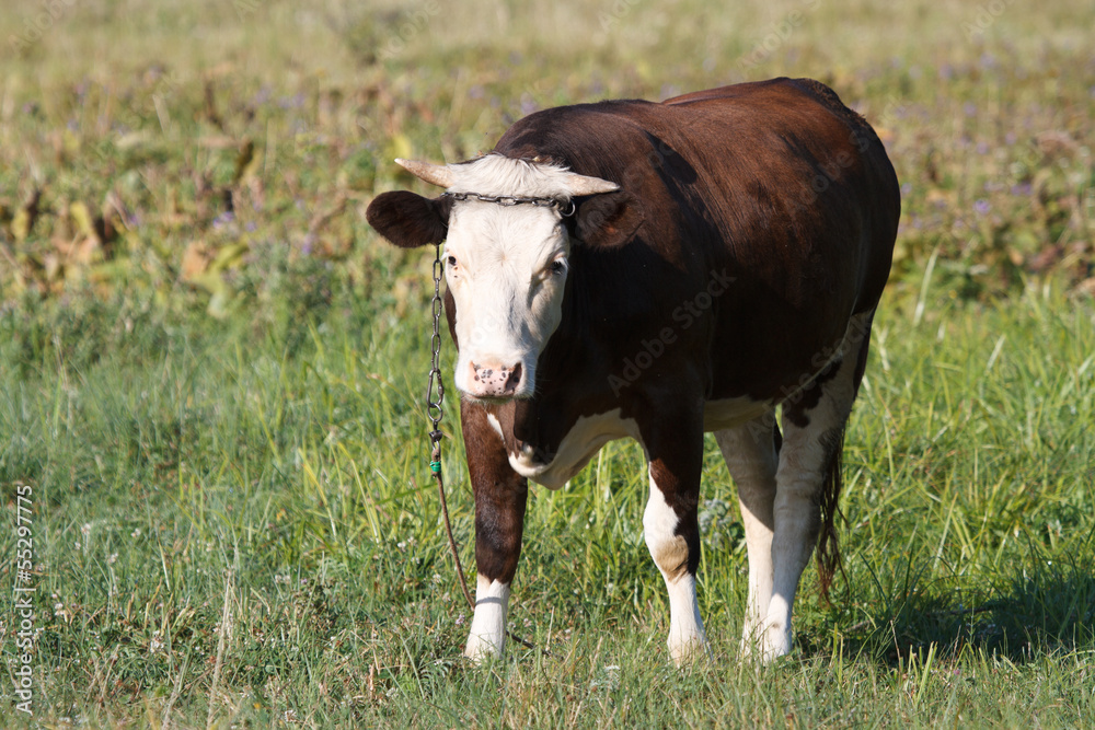 A small brown calf cow tied to pasture