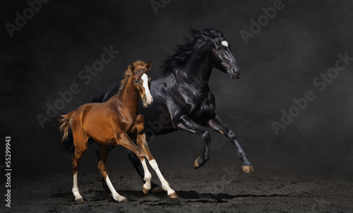 Fotografie, Obraz Black mare and her bay foal