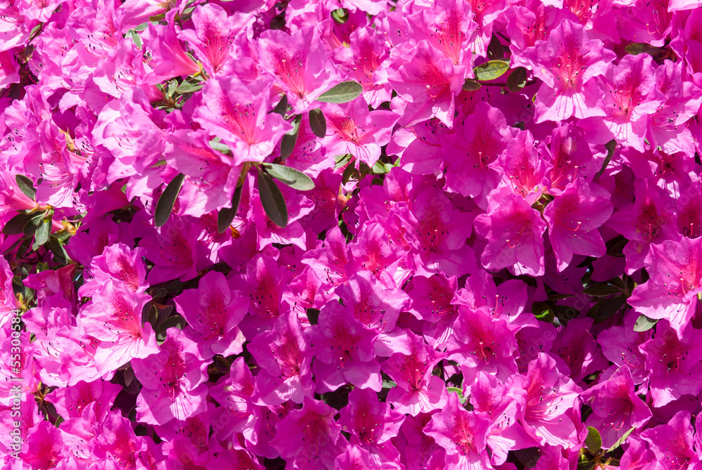 Pink azalea flowers in bloom Pink azalea flowers in bloom