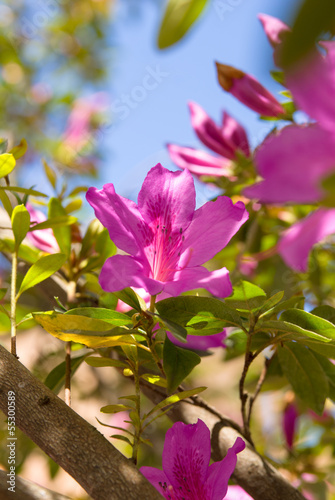 Pink azalea flowers in bloom