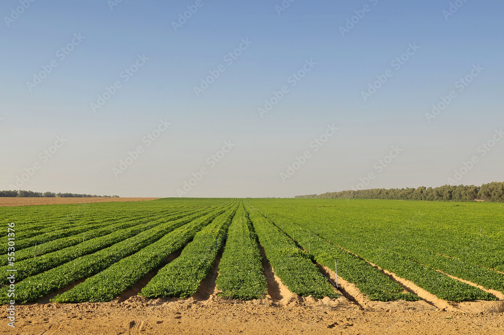 Peanuts fields Peanuts fields
