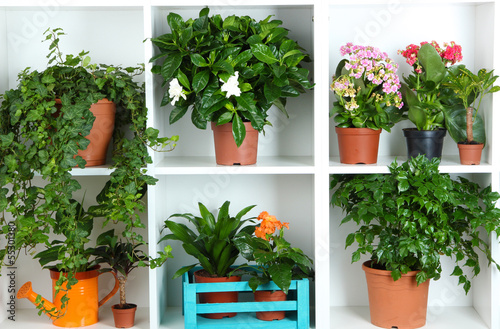 Beautiful flowers in pots on white shelves close-up