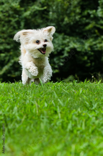 Maltipoo dog running and jumping in field with copyspace