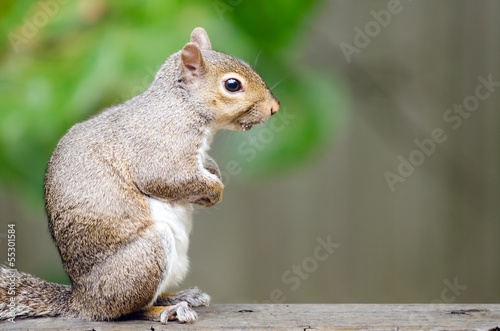 Portrait of eastern gray squirrel (Sciurus carolinensis)