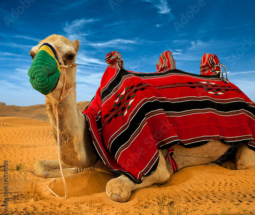 Tourist camel on sand dunes in the desert