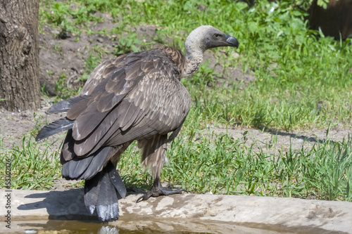 White-backed vulture  Gyps africanus 