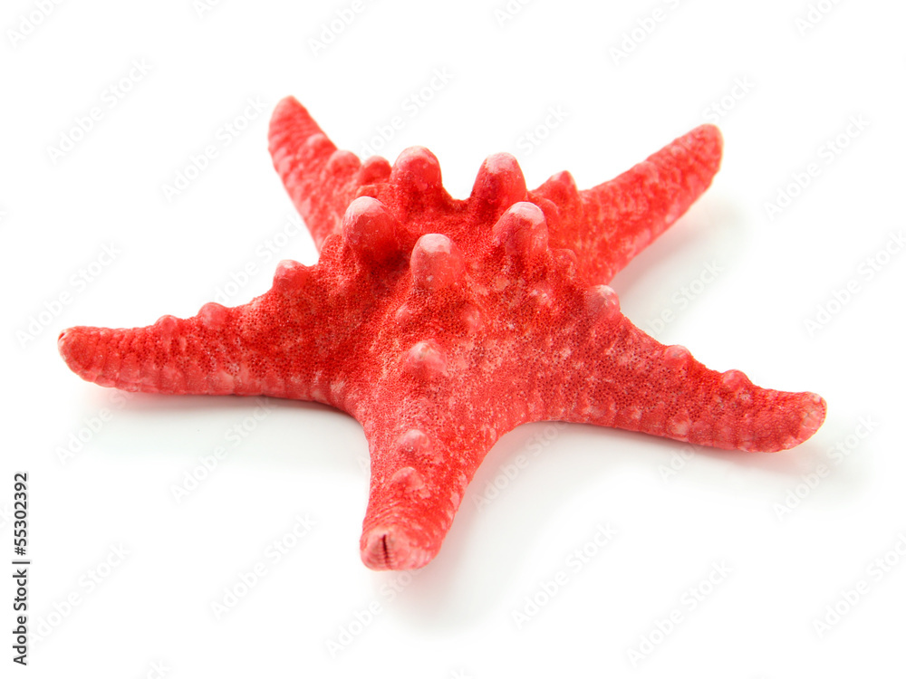 Starfish isolated on white Starfish isolated on white
