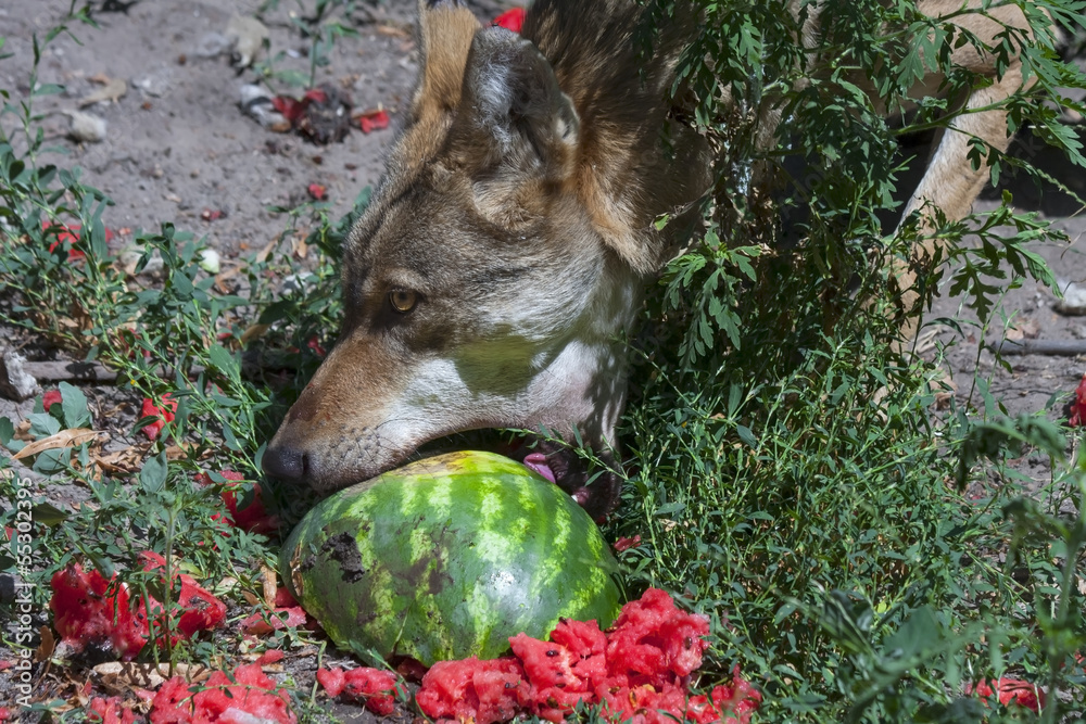 Fototapeta premium Gray wolf (Canis lupus) eats a watermelon