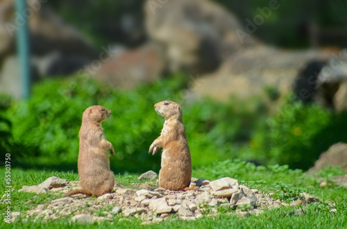 Two funny marmonts talking on green background
