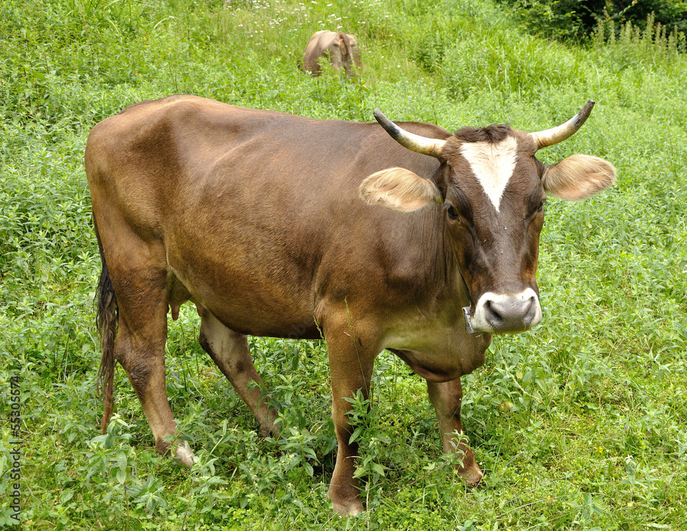 Brown cow on the grass