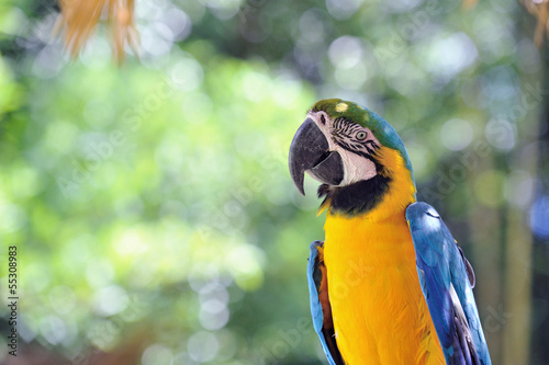 ルリコンゴウインコ