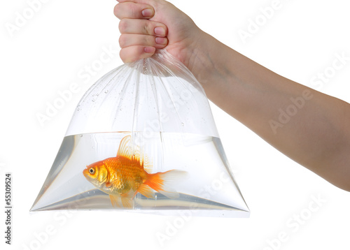 Photography Hand and plastic bag with golden fish on white