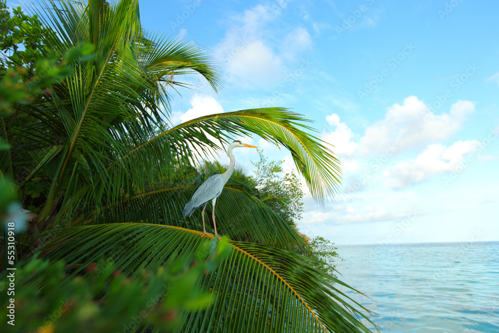 Fototapeta premium tropical island