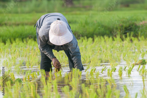 Thai farmer rice seeding on rice fields