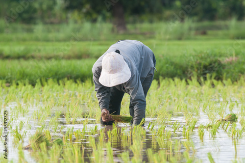 Thai farmer rice seeding on rice fields
