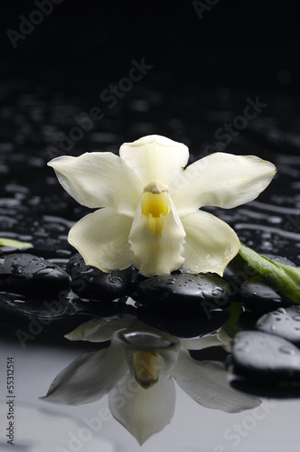 Fototapeta Naklejka Na Ścianę i Meble -  orchid with bamboo grove on pebble