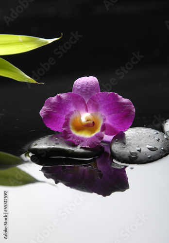 red orchid flower and stone with green plant in water drops