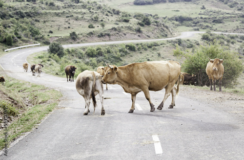 Cows Farm