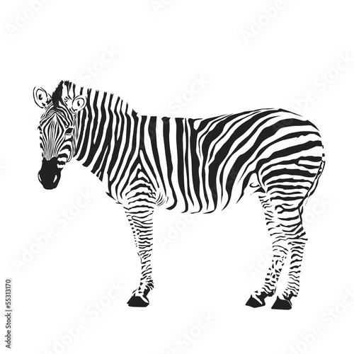 zebra silhouette