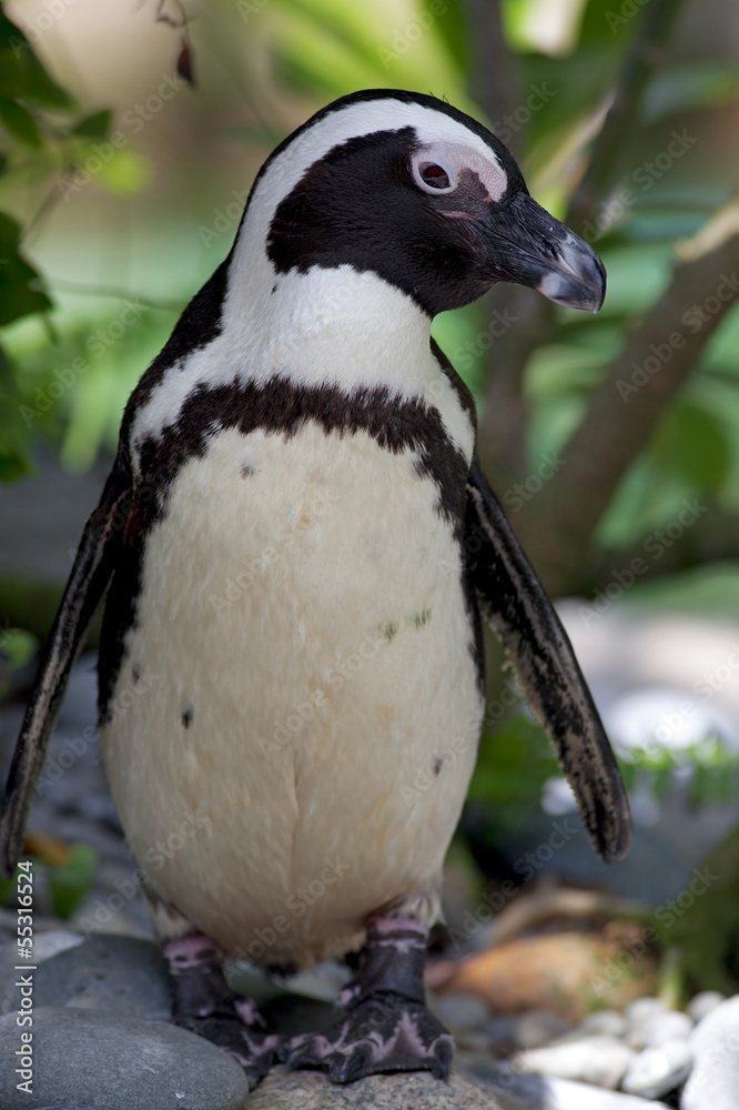 Fototapeta premium African Penguin
