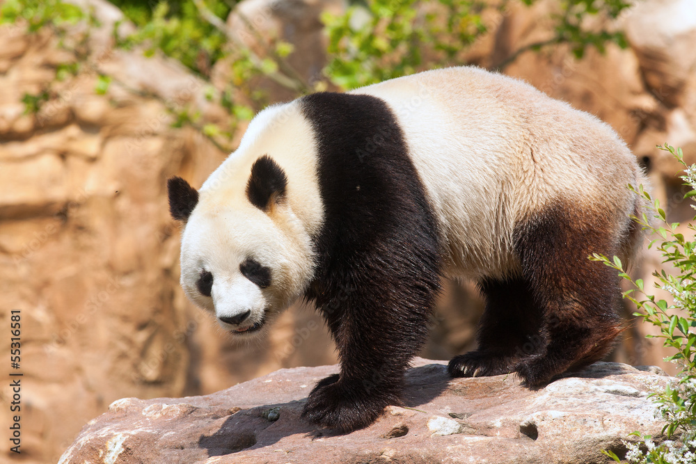Fototapeta premium Panda géant