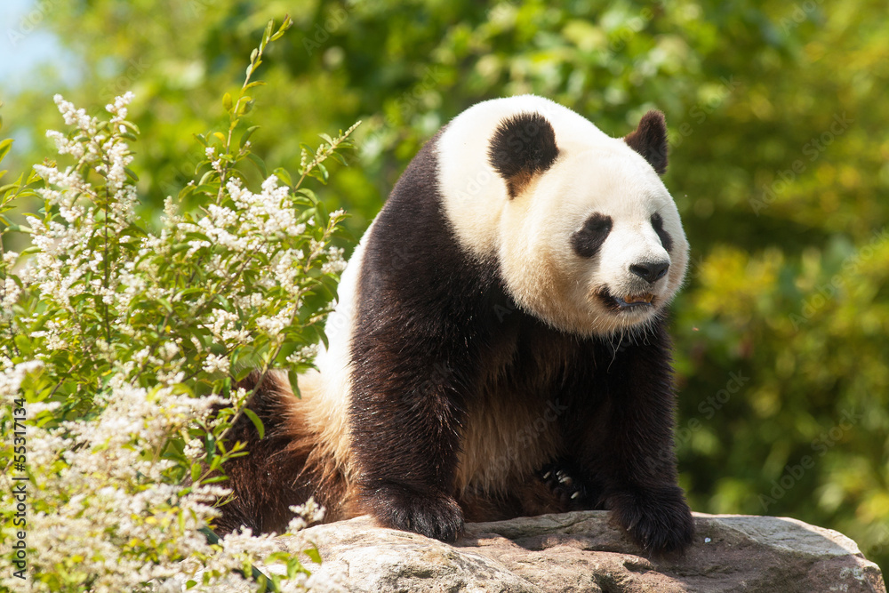 Panda géant Panda géant
