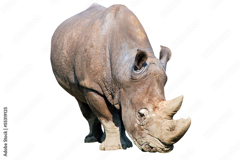 Fototapeta premium Rhinoceros isolated over white