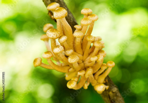 Photos mushrooms honey agaric