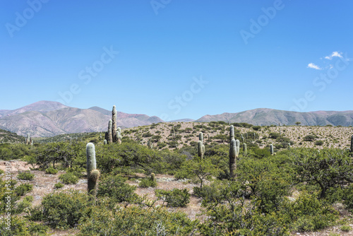 Cactus Quebrada de Humahuaca in Jujuy, Argentina.