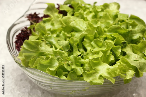 Macro shot  green hydroponically lettuce leaves